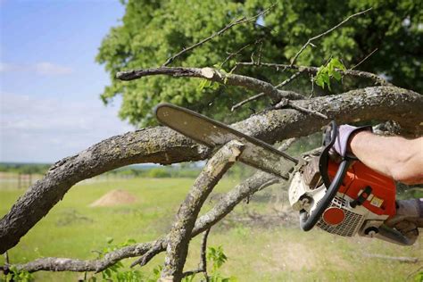 tree care cape coral fl|Top 10 Best Tree Services Near Cape Coral, Florida .